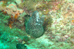 Random diving photo!